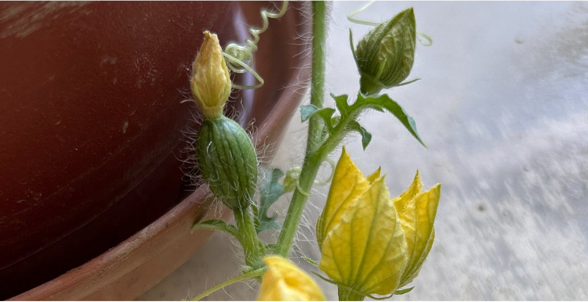 mickeytjmgang's tweet image. #XiaoyuWatermelon #1cm
No.5 little watermelon was discovered on the Mickey family's balcony on the eve of the Dragon Boat Festival.

Give Mickey the chance to observe the development of the Xiaoyu watermelon.

I miss the chance to see "yellow flower grows watermelon" look.