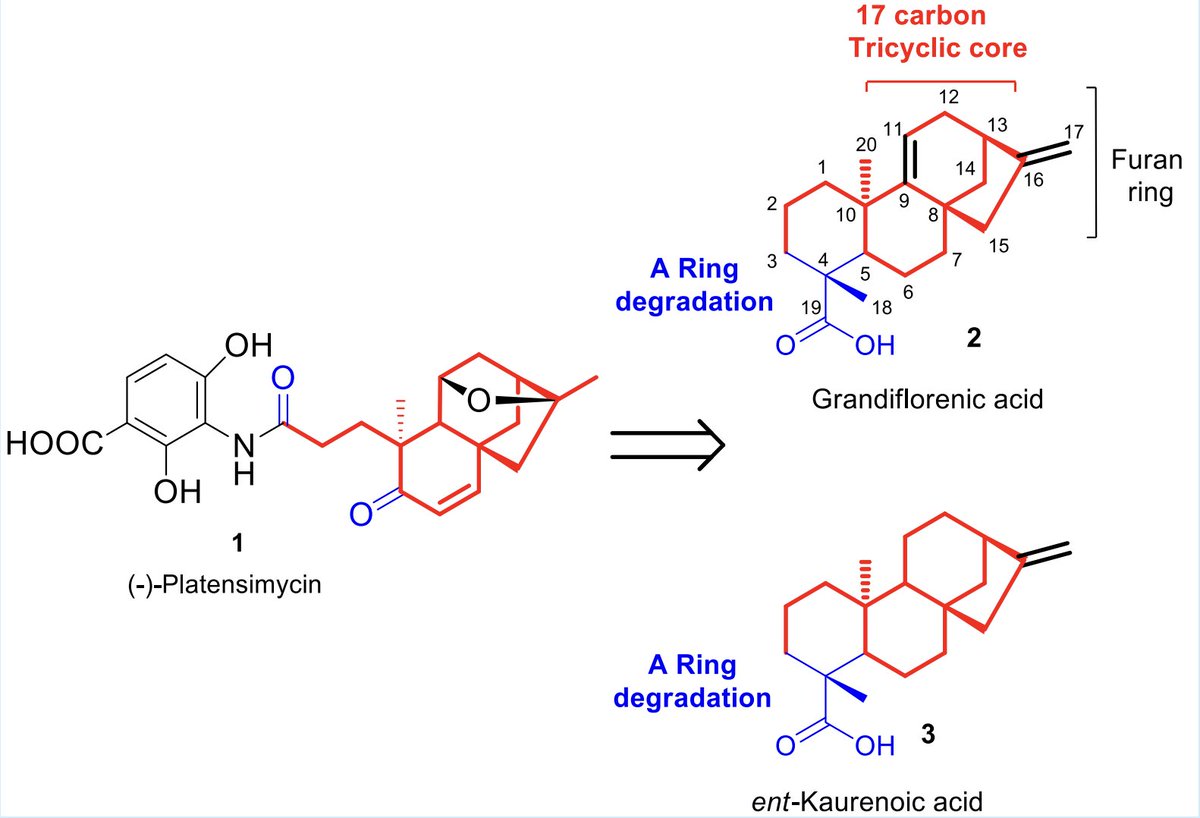 TotalSynthesis's tweet photo. #BioinspiredSynthesis of Platensimycin from Natural ent-Kaurenoic Acids by Álvaro Pérez, José F. Quílez del Moral, Alberto Galisteo, Juan M. Amaro, and Alejandro F. Barrero at @CanalUGR in @JOC_OL https://t.co/IG8x4vnsYG