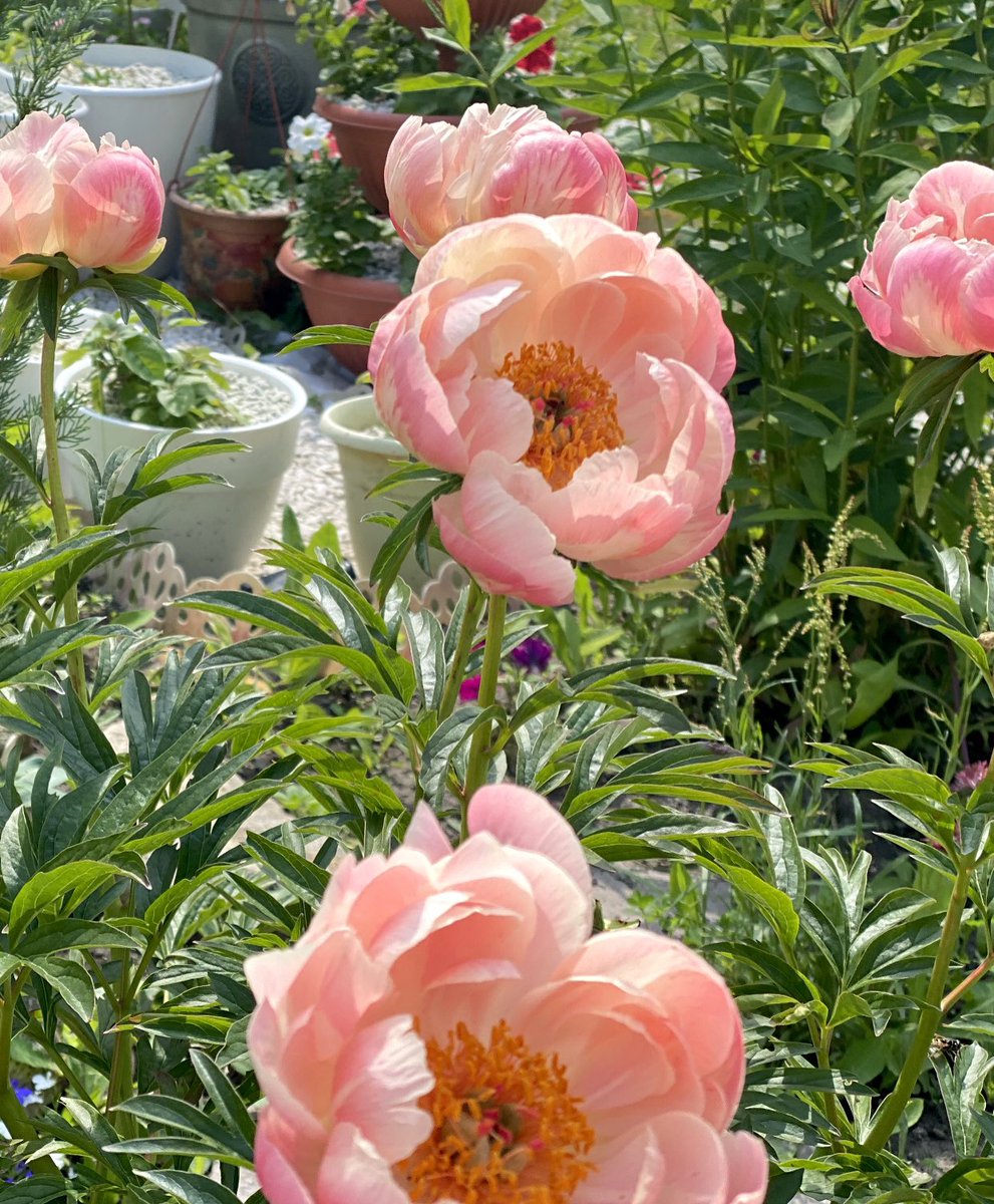 Гулящих tweet media