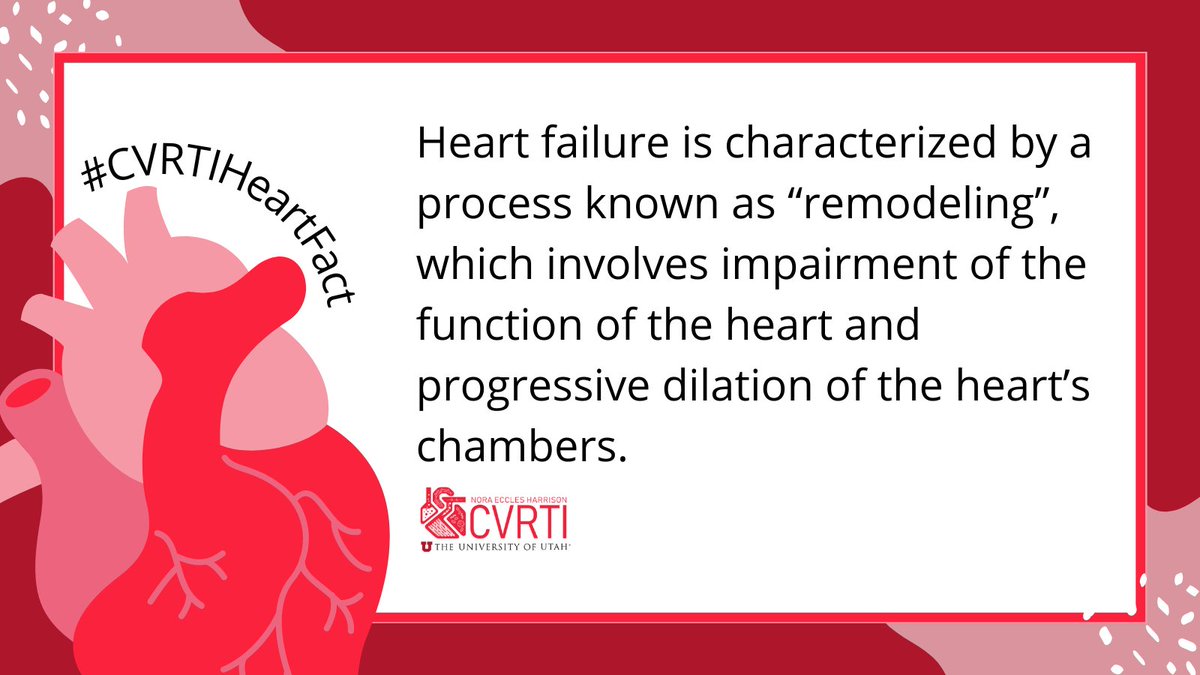 Remodeling is not just for houses 🏠
It's for hearts, too! Learn more about it in today's #CVRTIHeartFact.

#hearthealth #cardiovascular #research #cardiovascularresearch #cardiovascularhealth #heartdisease #utah #heartfacts