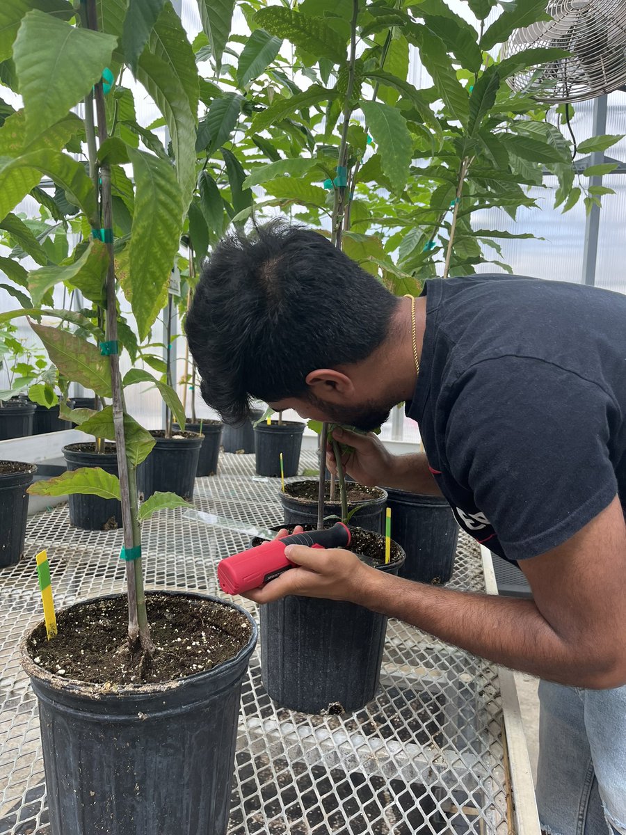 inoculating chestnut saplings to test pathogenicity of oak wilt! had an efficient conga line going with karan drilling, ethan inoculating, and me wrapping the wounds 🌳🌰🦠🍄🔬
