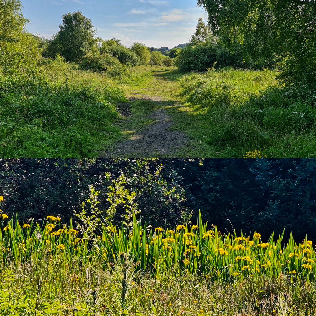 #ShibdonPond nature reserve @Gateshead #YellowIris in marsh area.
#SamsungGalaxyPhone