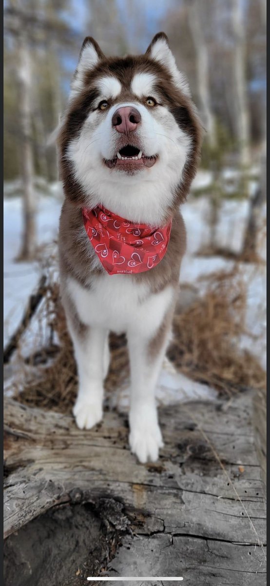Blessing the timeline with my doggo.