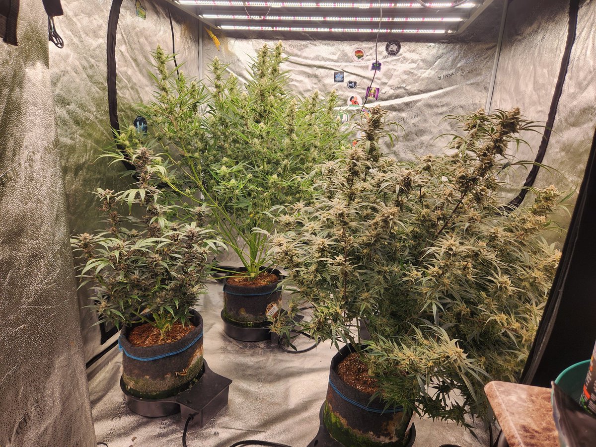 @spiderfarmerled SE3000 light @autopotusa pot system is a game changer with @iBEX_Nutrition Gotta have great genetics @irvineseedco @NightOwlSeeds @MephistoGenetic #goatnutes #spiderfarmerled #girlsgrow #irvinearmy #growyourown #ibexnutrition