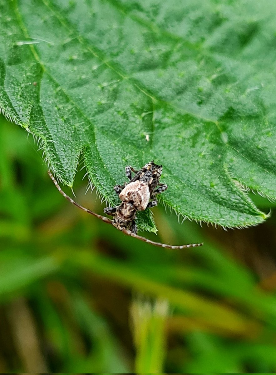 Always worth looking closely at nettles in my meadow! Today's find, Lesser Thorn-tipped Longhorn Beetle, a new one to me. At just 4mm long and masquerading as bird poo, I had to look more than twice! @WhitbyNats <a href="/ViperaDan/">Dan Lombard</a> <a href="/Buzz_dont_tweet/">Buglife</a>