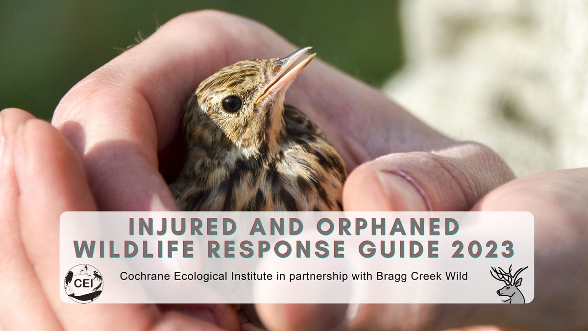 Check out our new document we made in collaboration with Bragg Creek Wild for how to respond when you've found injured or orphaned wildlife! Accessible via our Facebook page.