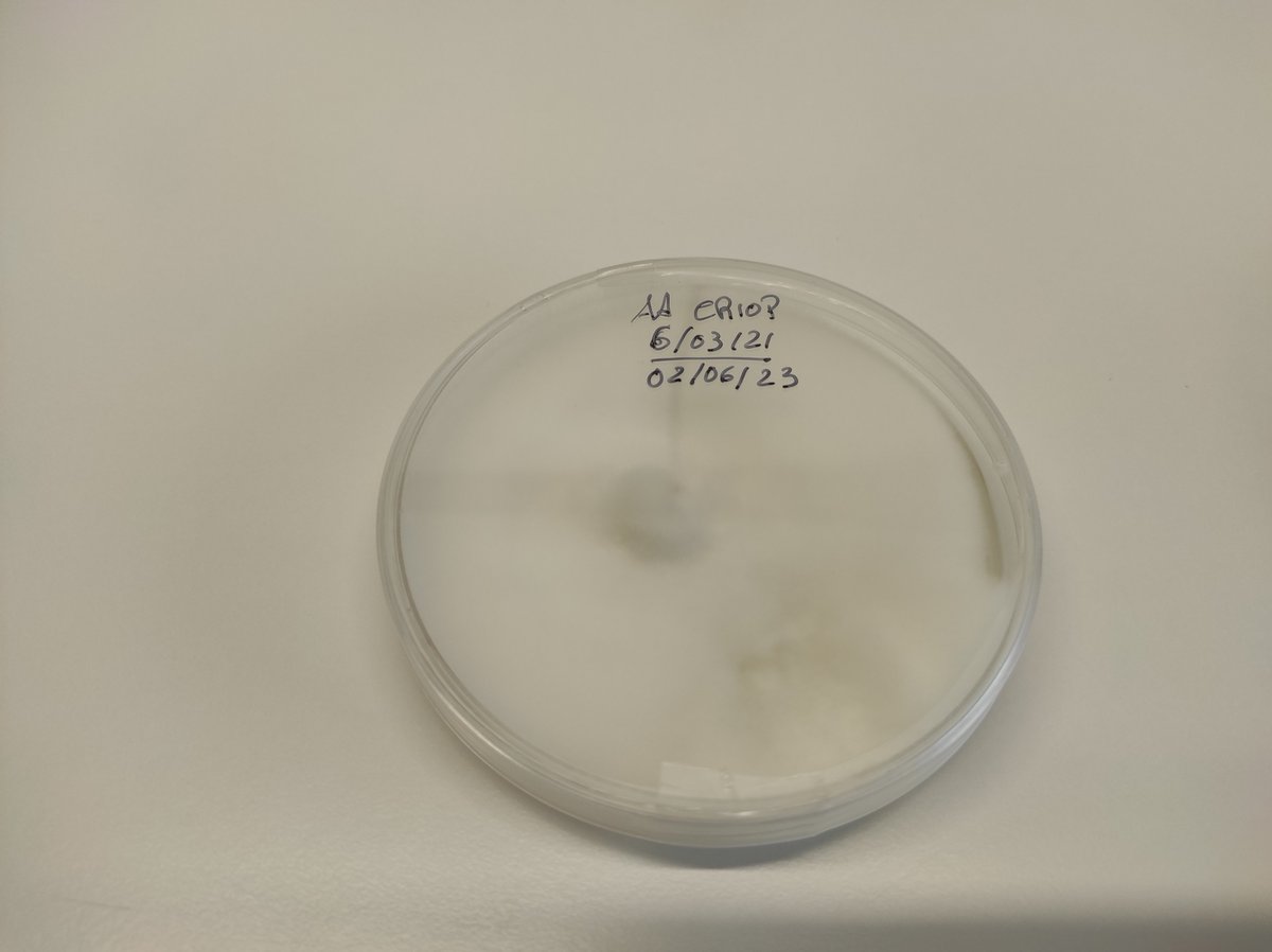 AROMASBOLETOS's tweet photo. Cultura de fungo Agrocybe aegerita criopreservada a 2 a 4 °C durante 2 anos e três meses https://t.co/NydCUBYdJ7