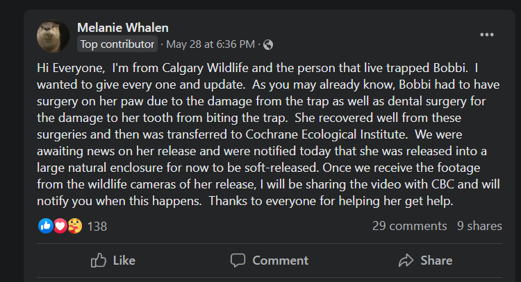 Welcome one of our newest intakes, our House Finch, Pepper! She is in our large waxwing space now and we expect her to be released soon! She has beautiful feathers and quite the amazing call! Stay tuned for updates on her journey!