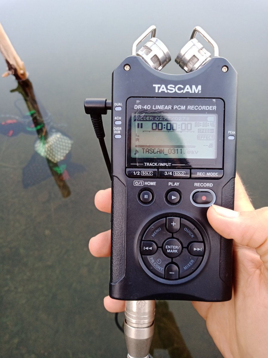 ruirivaes's tweet image. Sound check with fish sound attraction gear. Preparing next level control of invasive fish species!
@Diogo_MDias 
@joana_martelo8 
@FishInvasionLab 
#Lifepredator
#Megapredator