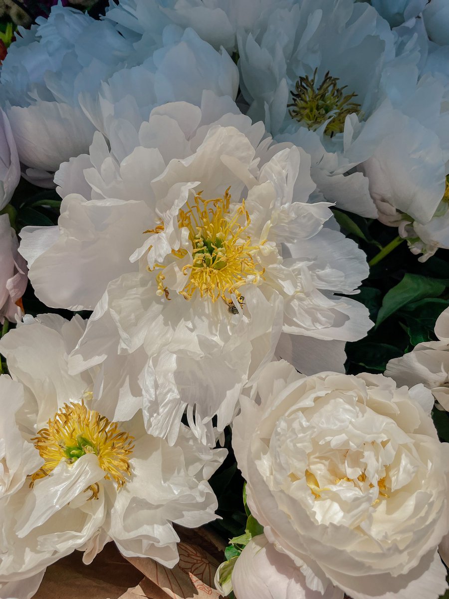 Nearly 300 species, varieties and hybrids of  #peonies are displayed at the #Tallinn Botanic Garden. Peek of blooming is between June 21 and July 5. Ticket to the grounds is 6€. 
#VisitTallinn #VisitEstonia #BotanicGarden #FLOWER