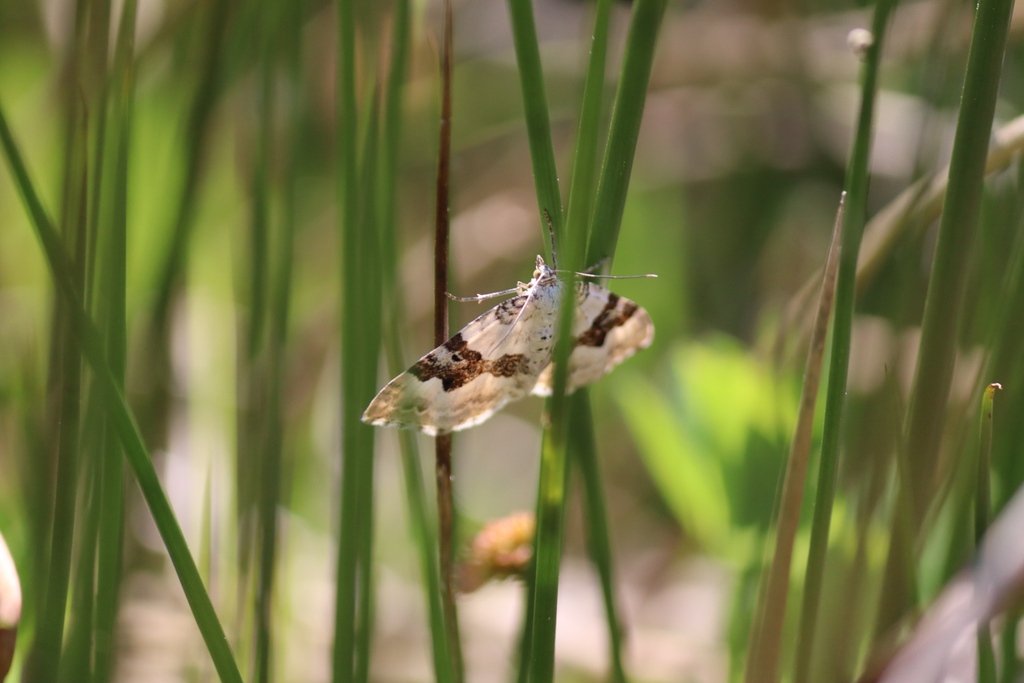 Moths may not always be as colourful as butterflies. We think this is a Silver Ground Carpet Moth and very splendid its is in its silver colour. #moths #nature #summer