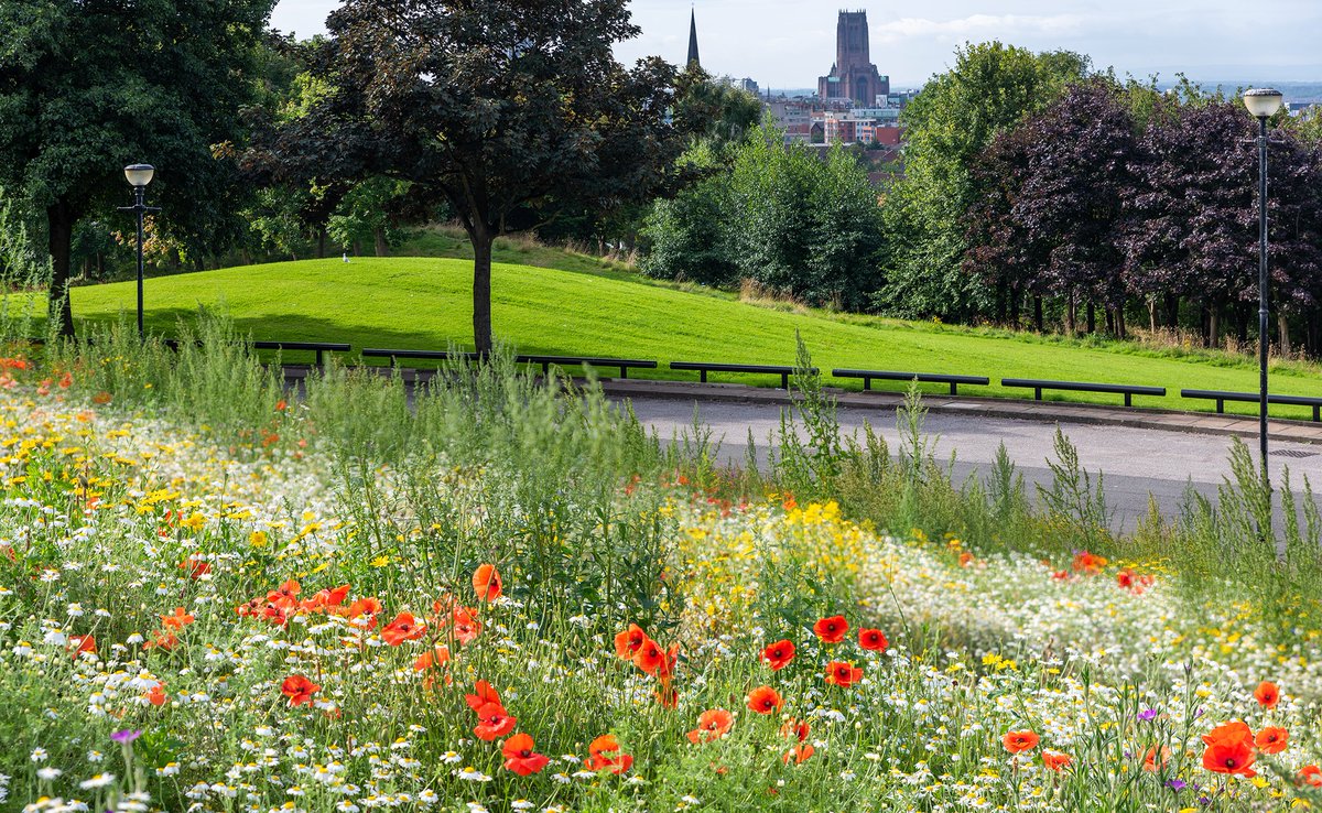 Everton Park, #Liverpool.