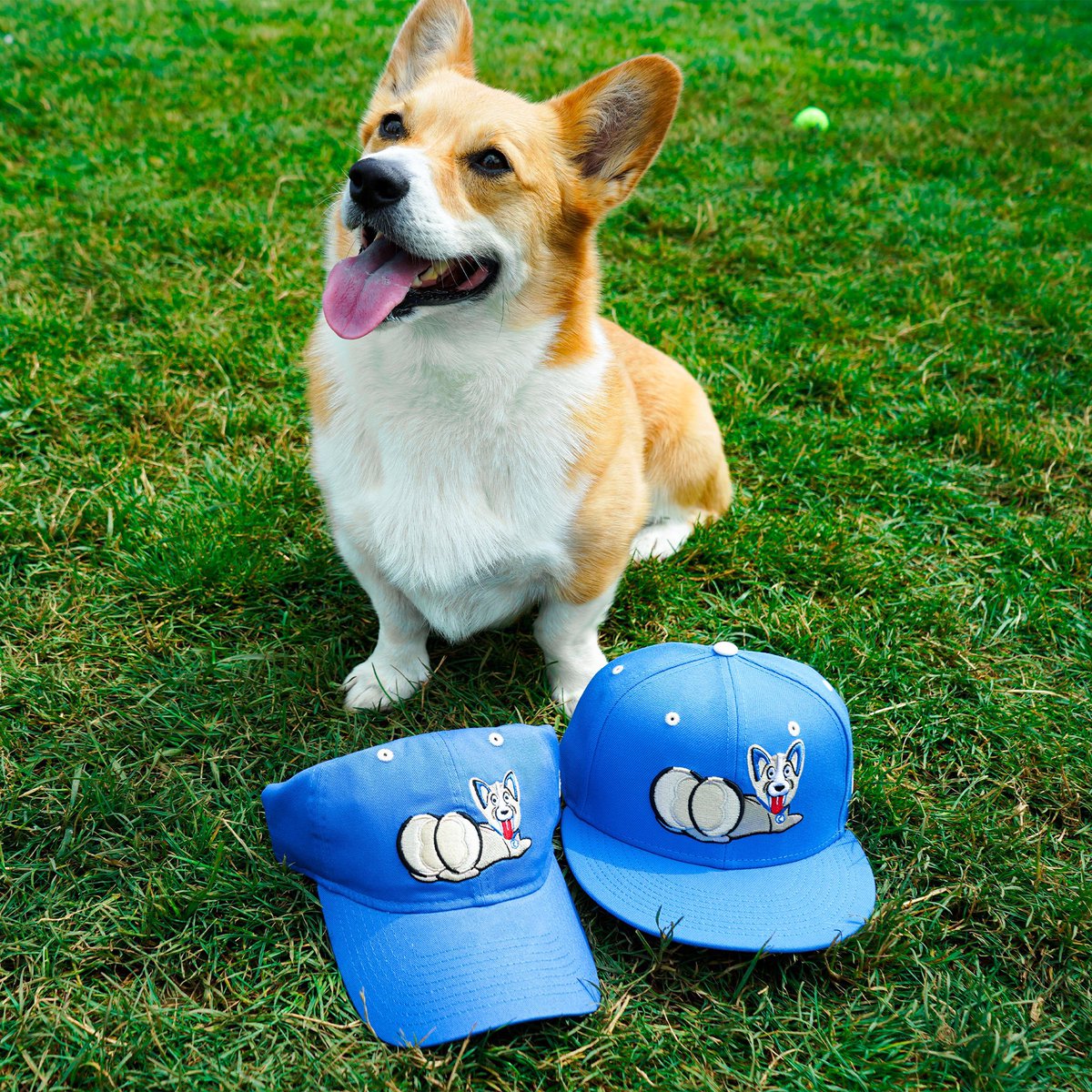 This one’s gone to the Corgis

See the <a href="/IronPigs/">Lehigh Valley IronPigs</a> become the Lehigh Valley Corgis on August 1

Order your gear from <a href="/ShopIronPigs/">IronPigs Clubhouse Store</a> NOW
🛒bit.ly/448wGvL
