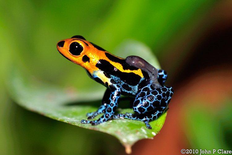 Communication is key when raising kids right? 👨‍👨‍👦! 🐸?

Many poison dart frogs have bi-parental care, including multiple types of acoustic communication.

Moss, Tumulty, and Fischer (2023) analyzed the evolution of calls dad makes to tell mom to feed baby!

amphibiaweb.org/index.html