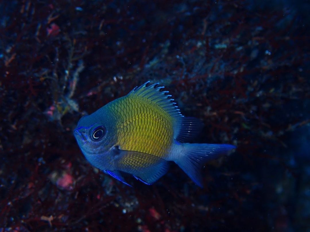 li2177988's tweet photo. You may also see these rare creatures when you dive! 🥹
How many did you recognize? https://t.co/Ysk7n1uC1Z