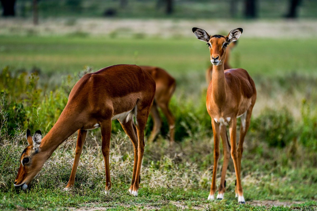 ¡Este país es increíble! 😍
——
What an amazing country! 😍

#HMSGOfficial #WRC