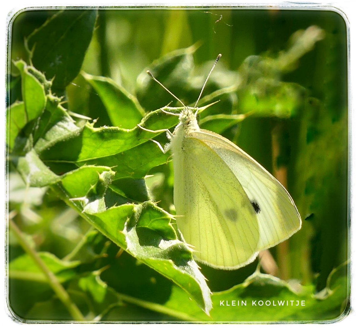 adriana57's tweet photo. Vanmorgen toch verschillende #koolwitjes en #kleine_vossen gezien, en nog een gehakkelde aurelia, langzamerhand zie ik steeds meer vlinders🦋fijne avond 🙋🏻‍♀️ https://t.co/WaCwmLNNCg