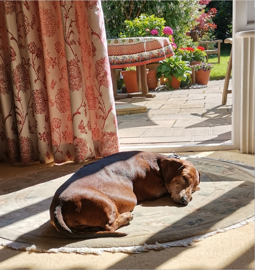 Could you offer a holiday home to a pet in need? At The Cinnamon Trust, we pride ourselves on keeping the terminally ill and older people with their pets. A part of this is bridging the gap between hospital admission and home. Can you help to support a pet through such a crisis?