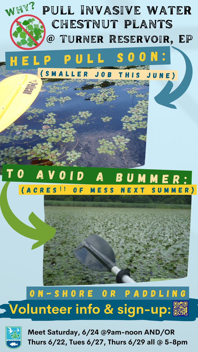 📣 DEM is looking for volunteers 🙋 THIS WEEK &amp; NEXT to come out to Turner Reservoir in East Providence on Newman Ave to help pull invasive water chestnuts 🌿 You can work on shore to help us haul plants to the compost heap 💪 (or bring a canoe/kayak 🛶 + life jacket 🦺) (1/3)
