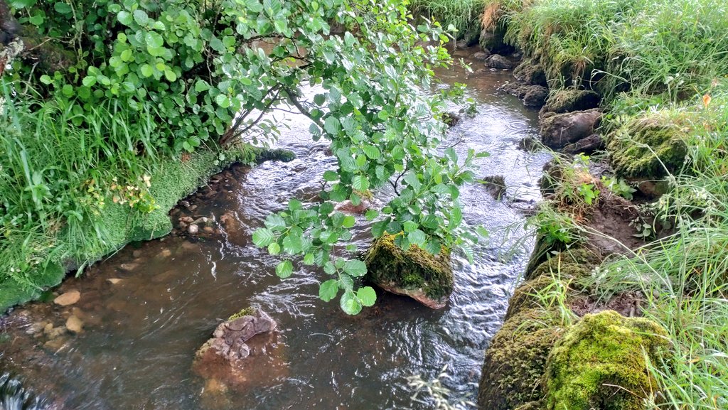 So many channels are walled, set in aspic within the floodplain. Via #UpperAireProject &amp; with <a href="/EnvAgencyYNE/">Environment Agency - Yorkshire & North East</a> #FIP funds, <a href="/WildTroutTrust/">The Wild Trout Trust</a> is working with a landowner on Malham Beck to reconnect the watercourse with the floodplain for a wetter meadow by dismantling the walls... 1/n