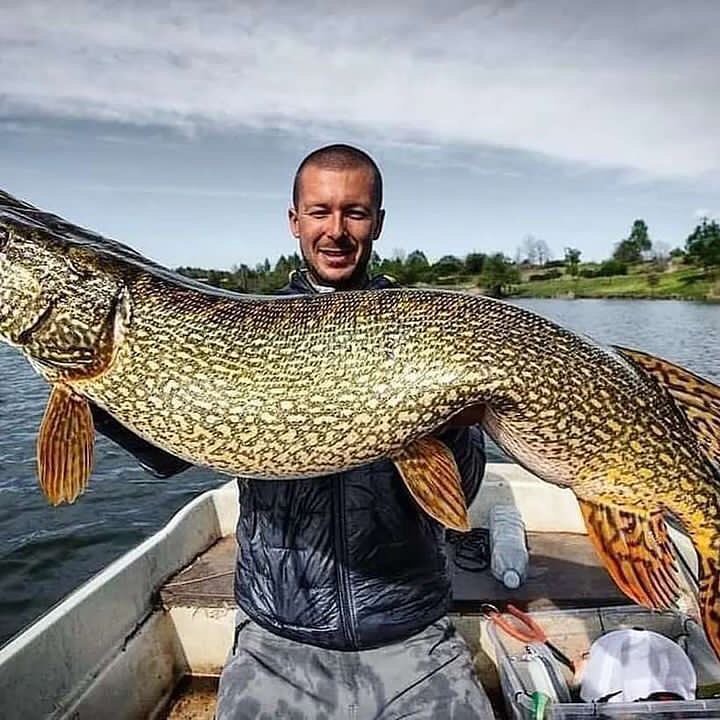 Maybe around 100 pounds! 🎣🔥 How about your opinion?⁣