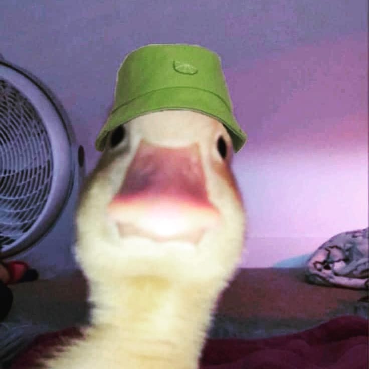 Picasseah's tweet photo. two geese look at each other https://t.co/i6rBjYWDeO