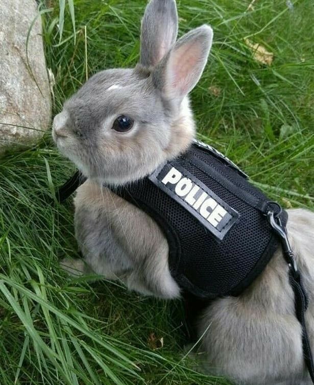 out of context rabbits tweet media