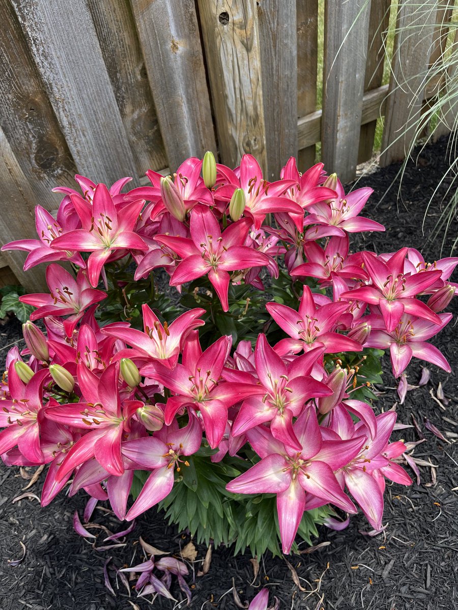 lisalaneisaacs's tweet photo. Wish they lasted longer 😊 #springflowers https://t.co/RtCsqfYSLU