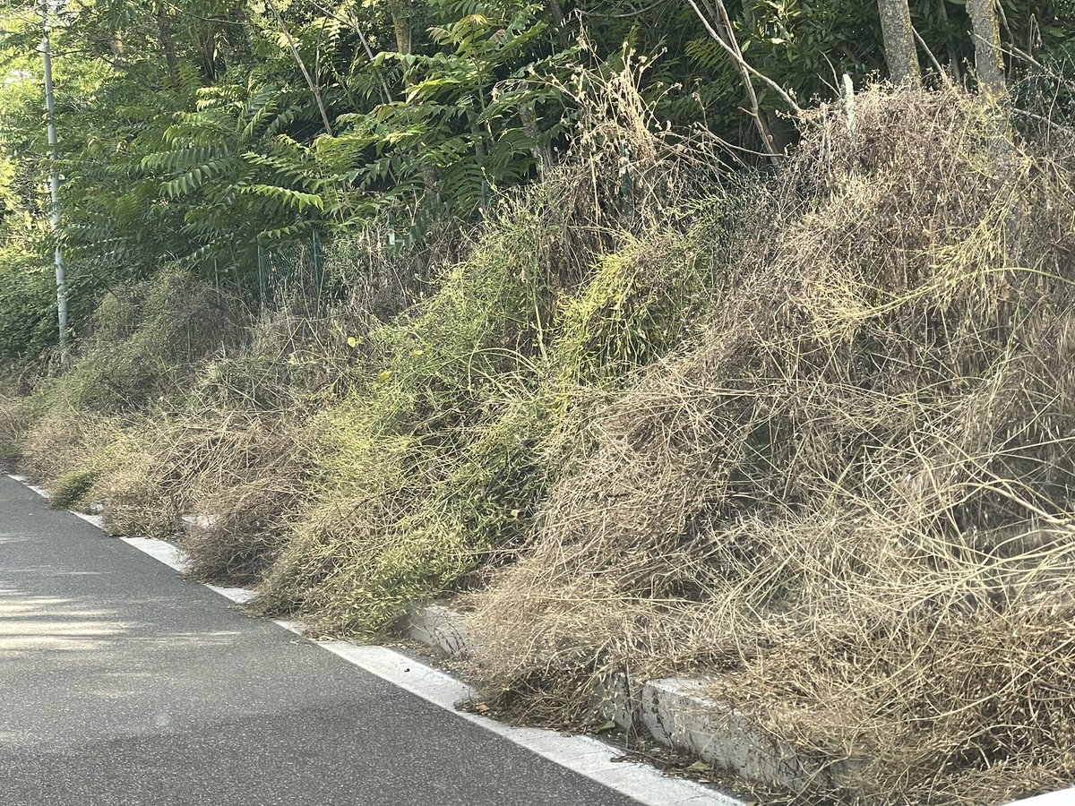 ToAsturies's tweet image. Benvenuti. Il marciapiede? Vedi sotto la vegetazione e forse lo trovi. I giardinieri del #comunediRoma saranno i ferie? Non ci sono? Non paghiamo abbastanza tasse? Per me è #vergognoso per il sindaco di Roma sarà caput mundi