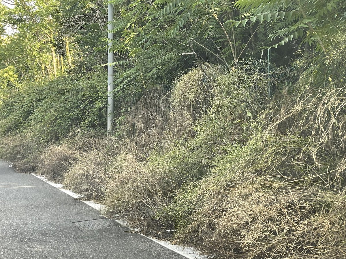 ToAsturies's tweet image. Benvenuti. Il marciapiede? Vedi sotto la vegetazione e forse lo trovi. I giardinieri del #comunediRoma saranno i ferie? Non ci sono? Non paghiamo abbastanza tasse? Per me è #vergognoso per il sindaco di Roma sarà caput mundi