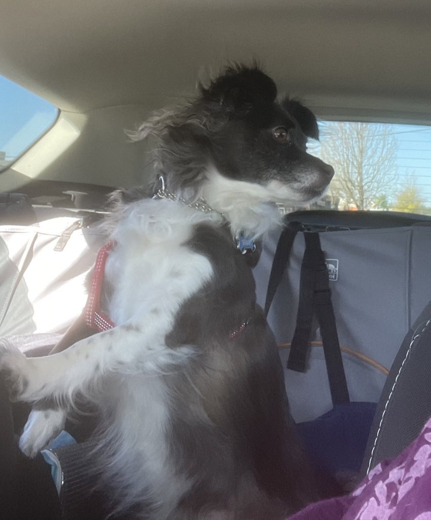 MomofOdieDexter's tweet image. Well that didn’t go as planned. This dude pulls up next to us in a parking lot, and proceeds to fall asleep on his security post! WTF?! Of course I told him off, which quickly turned into Momma telling me to shush…in front of him!😳😡
#SoEmbarrassed 
#dog #dogsoftwitter