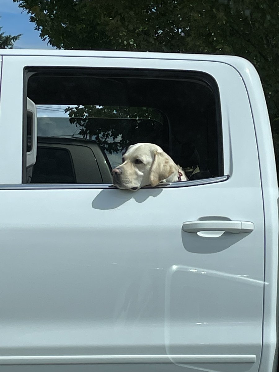 MomofOdieDexter's tweet image. Well that didn’t go as planned. This dude pulls up next to us in a parking lot, and proceeds to fall asleep on his security post! WTF?! Of course I told him off, which quickly turned into Momma telling me to shush…in front of him!😳😡
#SoEmbarrassed 
#dog #dogsoftwitter