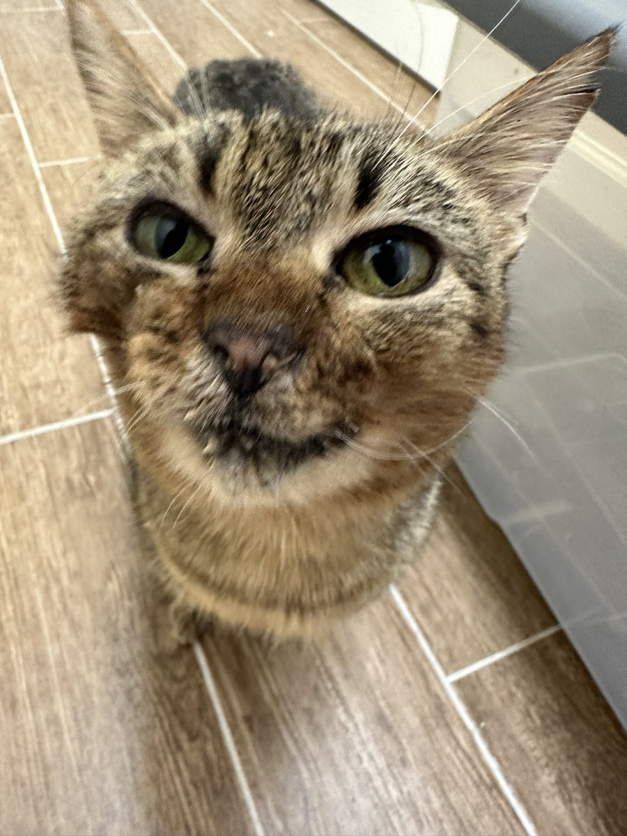 Meet new arrival Emmy! She’s got a cleft palate and a permanent smile. She’s been here less than 24 hours and we’re already smitten with this sweet girl! #cats #CatsOfTwitter #rescuecats #cleftpalate