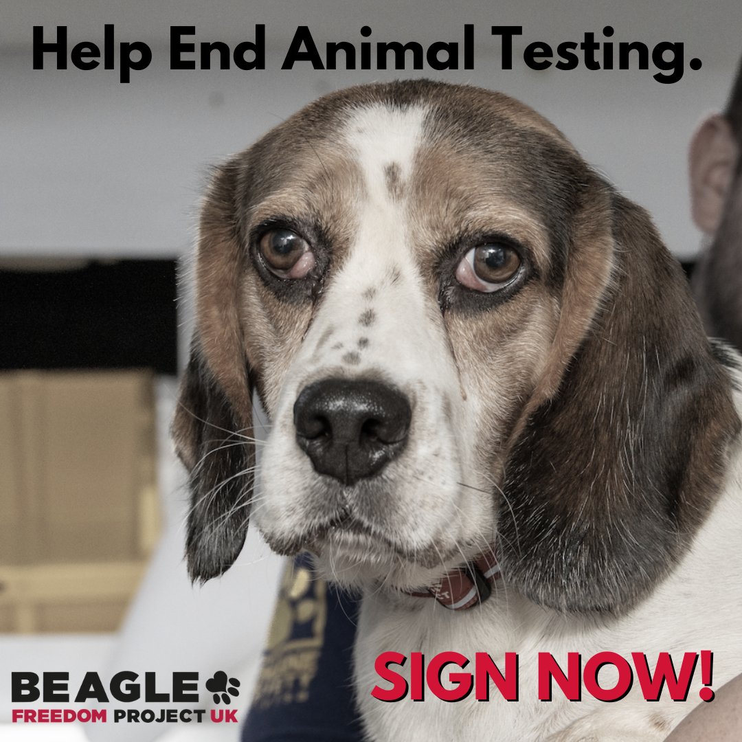 Beagle Freedom Project UK (@beaglefreedomuk) on Twitter photo Signatures from UK-Citizens Needed!
Our friends over at <a href="/TheCampBeagle_/">The Camp Beagle</a> have made this petition to fight against animal testing. The petition calls to "End the use of animals for toxicity tests & prioritise non-animal methods (NAMs)” within the UK.
petition.parliament.uk/petitions/6335…
#bfpuk Signatures from UK-Citizens Needed!
Our friends over at <a href="/TheCampBeagle_/">The Camp Beagle</a> have made this petition to fight against animal testing. The petition calls to "End the use of animals for toxicity tests & prioritise non-animal methods (NAMs)” within the UK.
petition.parliament.uk/petitions/6335…
#bfpuk