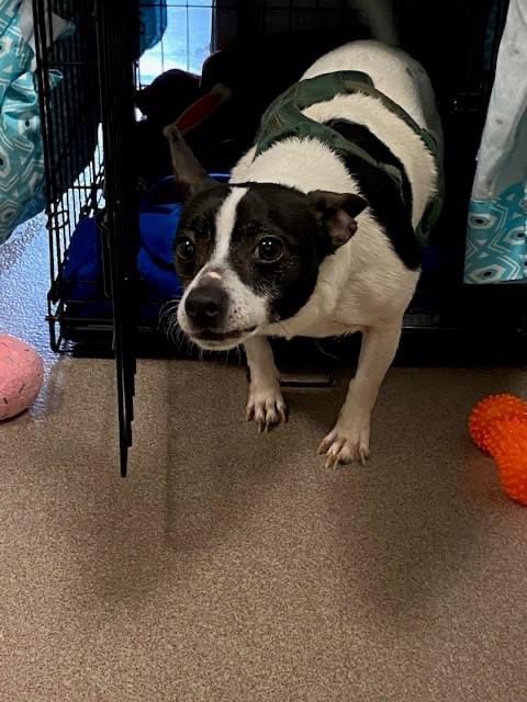 This dog was found in the City of Ithaca, near the Wal-Mart parking lot. If you have any information about the dog, it would be greatly appreciated. Call us at 607-257-1822 ext. 236  REF# 33127
