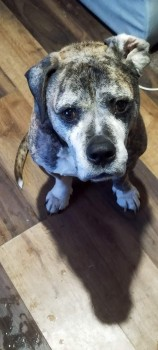 🆘11th /13th JUNE 2023 #Lost SOGRA #ScanMe #STOLEN?  SUPPORT DOG😢
OLDER Brindle Mastiff Cross Male
Broxley Road next to Luton & Dunstable University Hospital #Luton #Bedfordshire #LU4 
nr #M1 Motorway.
doglost.co.uk/dog-blog.php?d…