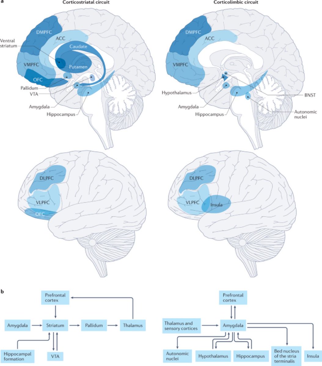 🧠Corticostriatal and corticolimbic circuits underlying addiction.