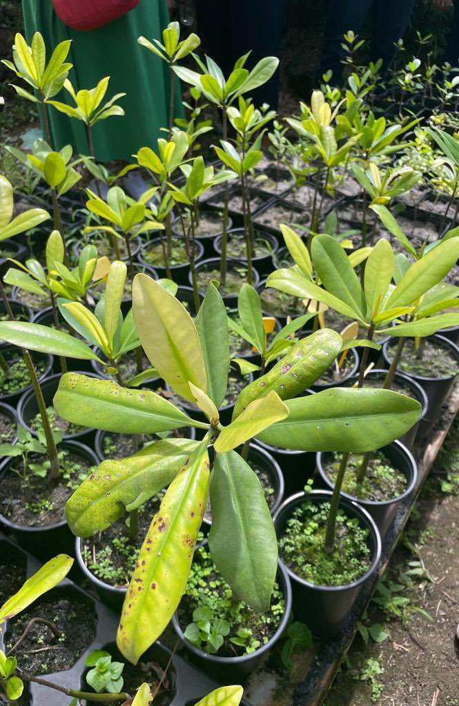 Orange_AntGuy's tweet photo. Visite à la pépinière de Sainte Luce en Martinique avec @levugaelle et @MA_RAMRANI.
Merci à l’association @rootsofthesea qui contribue à la préservation de la mangrove en partenariat avec @EcoTree_contact https://t.co/3pjV7Prov0