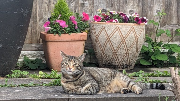 ShelleyVision_'s tweet photo. I love hanging out in my garden

#garden #gardencat #twittercat #CatsofTwittter #shelleyvision https://t.co/FOLhPQuy7j