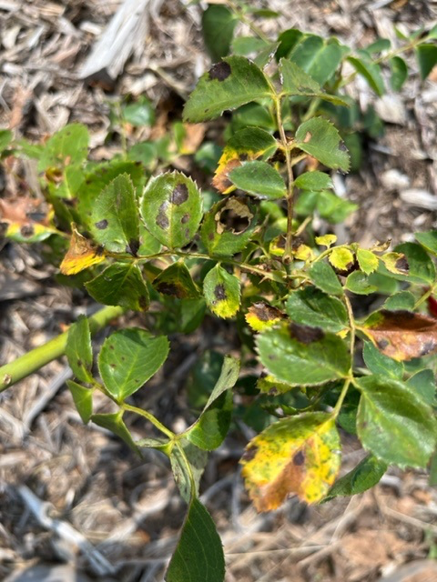 Our team at Oklahoma State University just sent us photos of the roses we planted in their testing plots last month! Some of them have already developed symptoms of black spot disease so these will help us in our research of this infection as well as other viruses. 🌹