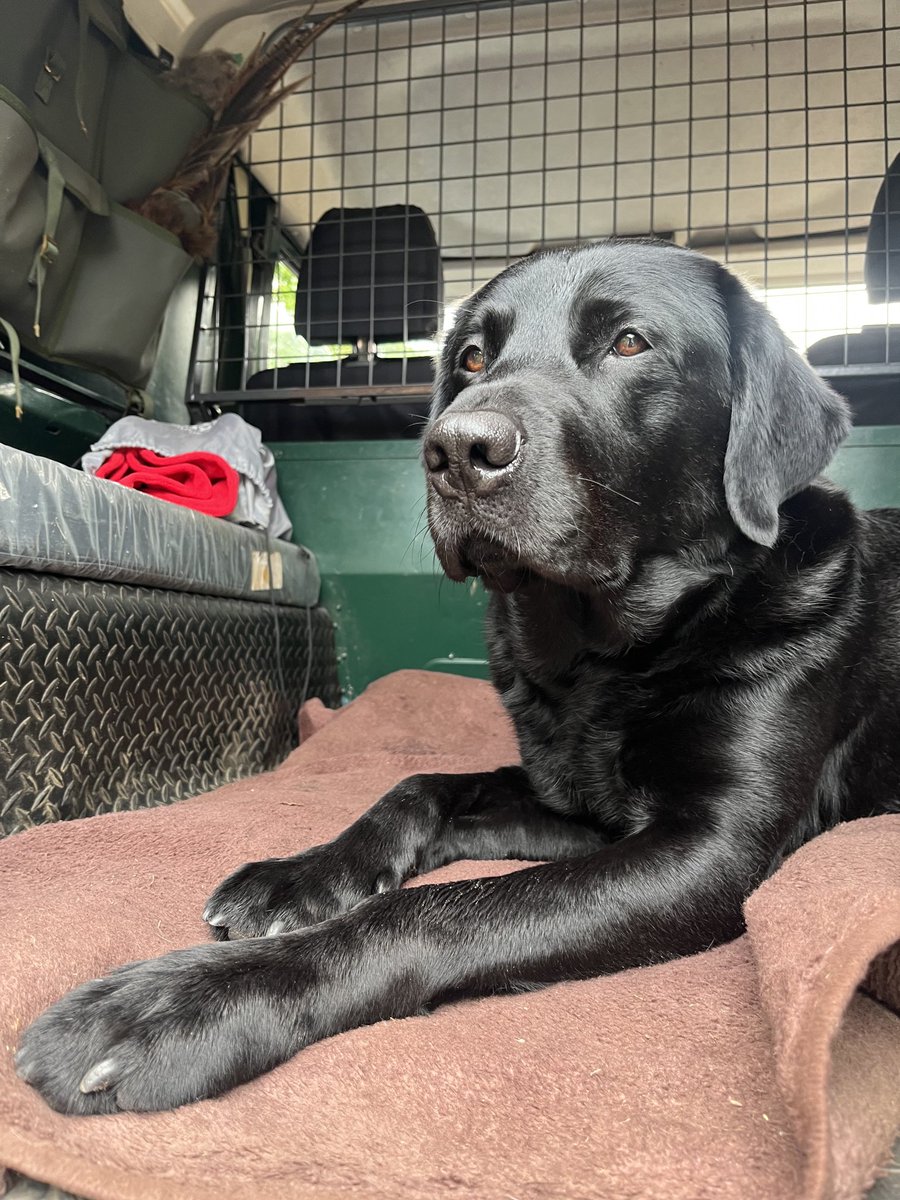 mp_alderson's tweet photo. Thanks to watertight engineering, the ⁦@LandRover⁩ needs to be aired after today’s downpour; #FOMO has driven Mr Angus to staking out the vehicle for the last hour. ⁦He abandoned his post briefly for his dinner. @landroverpa⁩ #neverleftbehind https://t.co/gEDq93hLOs