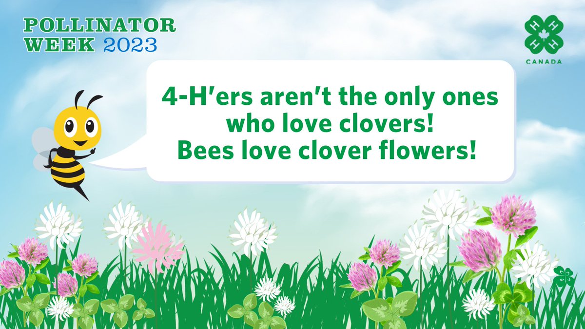 4HCanada's tweet image. It’s Day 2 of #PollinatorWeek2023 and today we are highlighting bees! 4-H'ers aren’t the only ones who love clovers, bees do too! The short florets of white clover make it easier for bees to access nectar and pollen. 🐝 

#ProudtoBeea4Her 

@syngentacanada