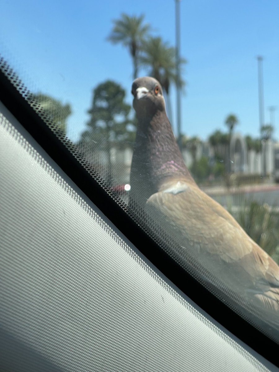RickiUGCcreator's tweet photo. I think I parked in the wrong spot for a lunch break 😂 https://t.co/Ts45bWRYQi