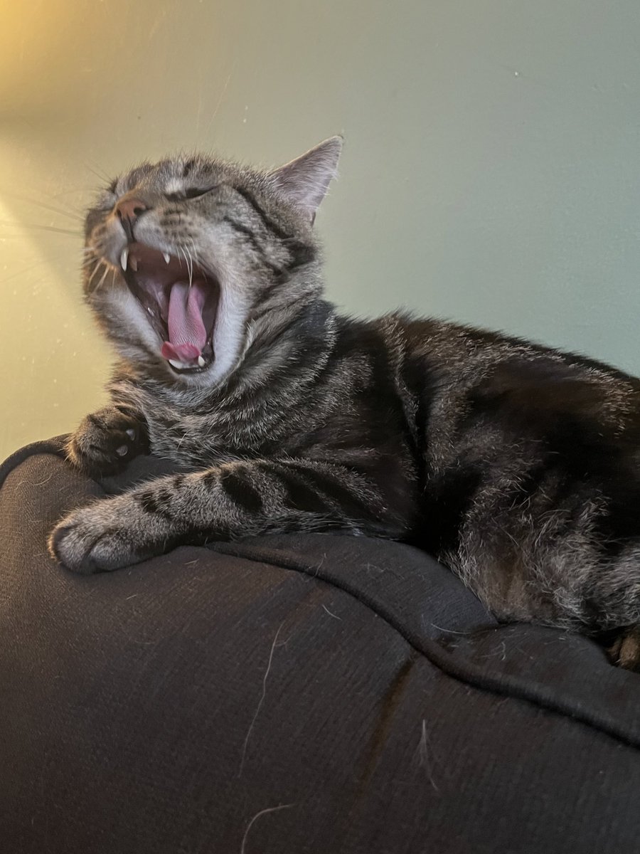 BIG yawn