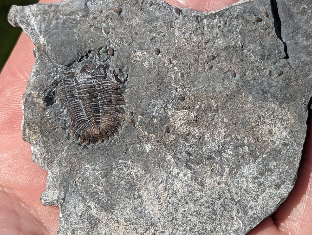 This Greenops trilobite is a bit beat up, but the small dots on this plate are Ostracods (sometimes known as seed shrimp). I found this on the Lake Erie shoreline near Buffalo, New York. It's Devonian aged Wanakah Mb.

#TrilobiteTuesday