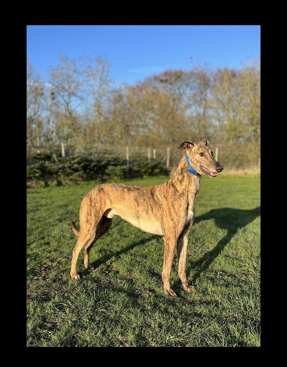 Frank is now looking for his forever home 🙂 this gorgeous brindle lad is probably one of the most affectionate greyhounds we have had he’s so gentle ! Frank is fine with children and-other breeds of dogs. 
DM for more information 🙂

#adachiretiredgreyhounds