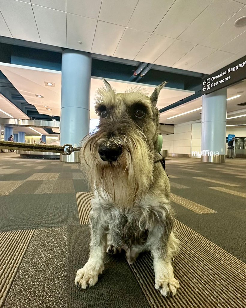 muffinjai's tweet photo. Just like that… 🛬 We are back! 😍🥰😘🌁 @flysfo 🧳😬 But the baggage claims took forever 😫😩 #SFO #SanFrancisco 🐶🐾🇨🇦🇺🇸 #MiniatureSchnauzer #Schnauzer 🌉 #TravelDog #TravelDogs https://t.co/a1dCgFfxVZ