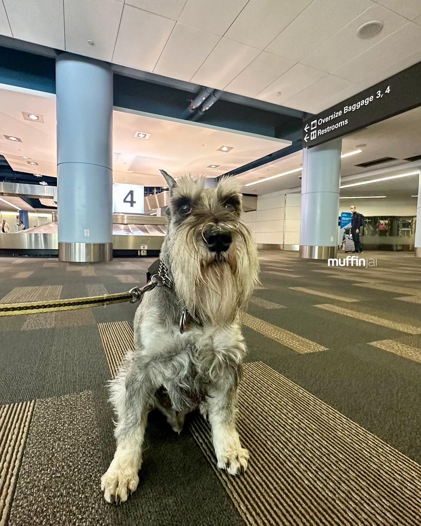muffinjai's tweet photo. Just like that… 🛬 We are back! 😍🥰😘🌁 @flysfo 🧳😬 But the baggage claims took forever 😫😩 #SFO #SanFrancisco 🐶🐾🇨🇦🇺🇸 #MiniatureSchnauzer #Schnauzer 🌉 #TravelDog #TravelDogs https://t.co/UA3OOaBtnS