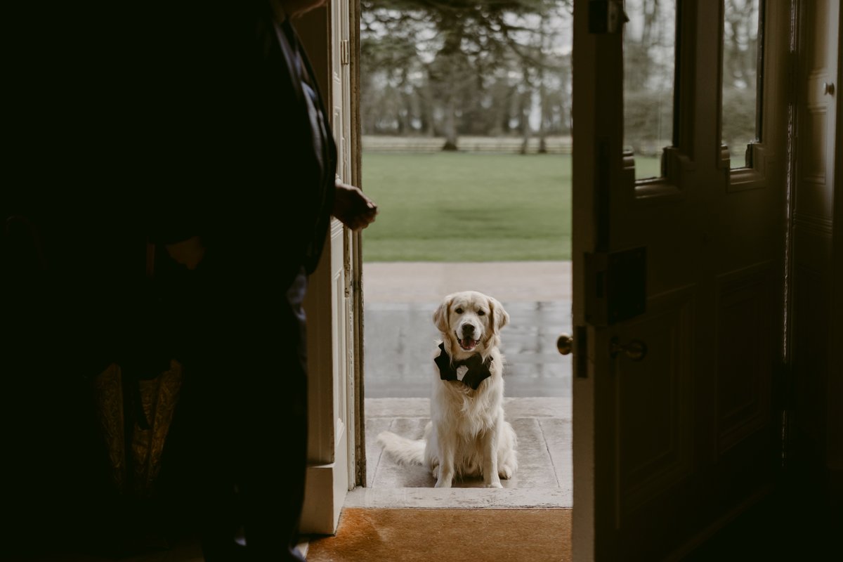 'May I come in?'
Patiently poised, the beautiful Arlo awaits his invitation to a tail-wagging retreat at Tankardstown House 🐶
 
#dogfriendly #tankardstownhouse #dogswelcome #dogfriendlyaccommodation #petfriendlystay #irishcountryhouse #irelandsbluebook #experiencetankardstown