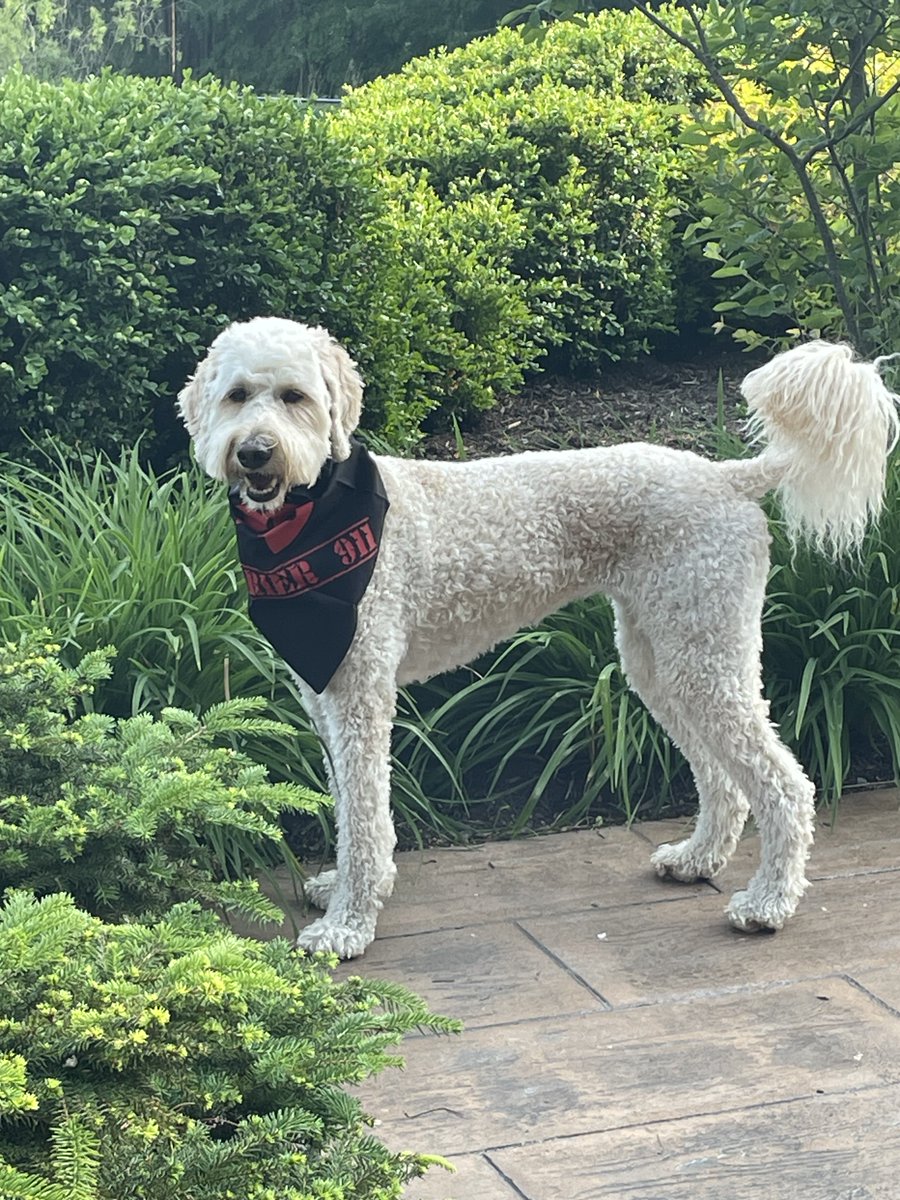carrier911's tweet photo. The Carrier 911 Pet Club has a new member…

Meet Rosie!

This stunning girl comes to us from our very own Dr. Dionne Kress, welcome to the club Rosie!

Let us be your EASY BUTTON for all of your last-minute, time crucial shipments.
__________
#ExpeditedFreight #PetClub https://t.co/NImqXGvZ25
